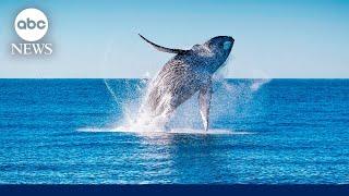 Marine biology and AI leads to startling humpback whale population discovery